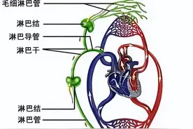 你还在相信淋巴按摩有奇效吗？图片