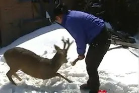 2010年吉林老农救助神秘动物，会撒娇、会卖萌,还会带朋友来蹭饭图片