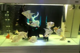 球鲤：在仙气飘飘的路上越走越远图片