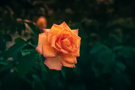 真正的情人，是这样子的图片