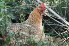 养鸡人值得收藏，阿莫西林的六大绝版妙用配方图片