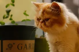 暗黑故事｜《消失的猫》图片