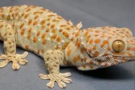 【进口知识】带你了解进境中药材——蛤蚧图片