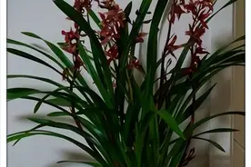 手把手教你养墨兰，简单四步轻松出状态，叶绿花艳香味浓郁图片