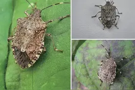 32种可食用昆虫图片