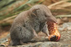 鼩鼱——世界最小的哺乳动物，却是最强的囤货大师图片