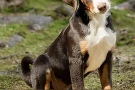 听华叔讲:“养殖10只母狗一年毛利润有12万元，”到底能赚多少钱图片