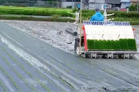 种地用纸膜，一年不用打药不长草，物理除草，未来可能普及全国图片