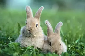 吃草就长肉，繁殖能力超强，兔肉为何不是人类主要肉类来源图片