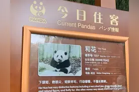 大熊猫“花花”的介绍牌上出现日文！网友瞬间不淡定了图片