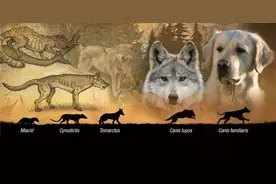 最大的猫科和犬科动物分别是谁？最大的犬科与猫科有一战之力吗？图片