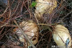 山上的蘑菇能随便摘吗？不认识的别乱吃，介绍2种能吃的枞菌图片