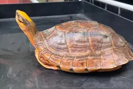 养龟又遇玄学问题，科学能不能解决？图片