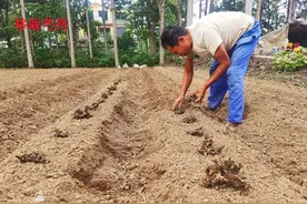 芍药什么时间种植？移栽时做好3件事，远离病虫草害困扰图片