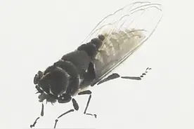详细步骤教你画蝉图片