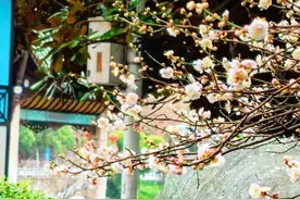 来看！南明这些地方梅花开啦→图片