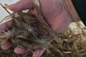 “你们管得也太宽了！”安徽一农民捕捞二两河虾，被判刑1个月图片