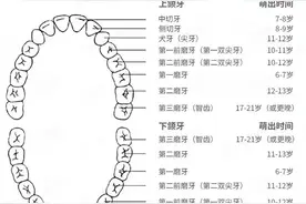 宝宝长牙顺序图，以及 6 个你不知道的冷知识图片