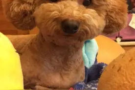 听一句劝，别再纵容泰迪的这些行为图片