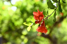 石榴花开丨初夏时节的第一抹火红图片