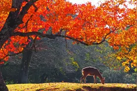 6大日本枫叶品种：枫红全靠鸡爪槭、山红叶、糖枫打造图片