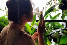 姜花不是生姜花，姜花与生姜的区别图片