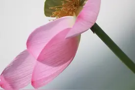 华为HarmonyOS2版本更新后，图库功能也迎来了全新升级图片