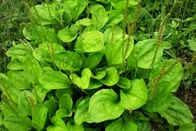 “车前草”是个宝，用来泡水喝，或能改善这3大问题图片