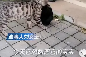 流浪猫被投喂一个月后叼来5只猫崽，猫有灵性会找对的人托付宝宝图片