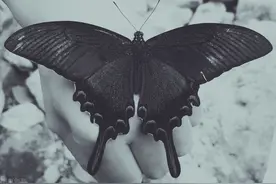 黑色的蝴蝶图片