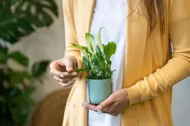 植物叶片上黏糊糊的，有时候还发暗发黑，是什么原因图片