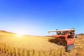 又跌了，10.20日全国稻谷收购价格图片