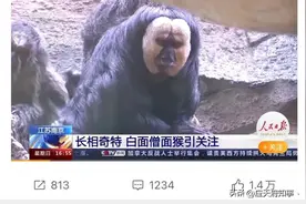 真的拴Q！南京红山动物园“丑上了央视”！图片