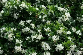 香味浓郁的九里香，春天养护做好这几件事，开花一茬接一茬图片