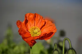 一位65岁离婚的阿姨说：余生不复婚，不二婚，最好的活法只有一种图片