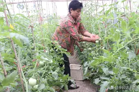 用醋加两种普通的物料喷施蔬菜，叶子长得宽厚黑绿，产量大增图片