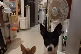 流浪狗母女贴在一起的颤抖模样，令人心疼，半年后却暴露本性图片