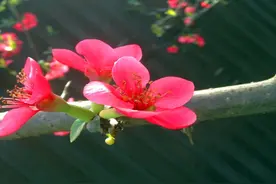 三到五月份可能面临更严峻的考验，希望大家做好准备图片