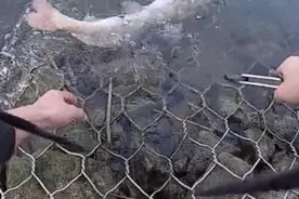 在广西，钓到“白胡鲶鱼”可别拿回家吃，网友称为“牢底坐穿鱼”图片