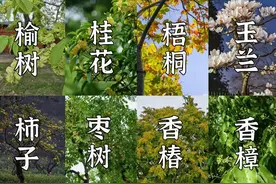 别墅花园种树指南：6种高性价比树+3个避坑要点，让庭院美到出圈图片