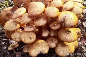 榛蘑种植技术，仿野生栽培方法，技术成熟、成功率高图片