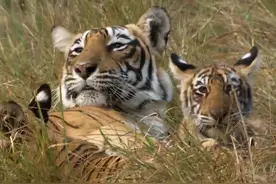 这一幕动物专家都震撼了，母老虎惨死，公老虎竟接手养育3个女儿图片