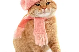 “踩奶”是咋回事？猫咪为什么要“踩奶”呢？图片