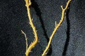 什么是真正的黄金海柳-金丝柳图片