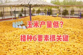 玉米为啥产量低？播种“六要素”没做对，如何播种能高产？图片