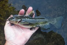 野河作钓无鳞鱼 小小蚯蚓让你爆仓满满图片