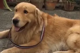 大冤种！啥仇恨让大金毛被5只流浪猫揍了整整两年图片