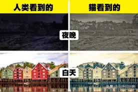 科普：6种动物眼中看到的世界与人类的差异图片