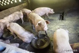 养猪离不开猪饲料，了解3种猪饲料，让你轻松超过80%的养猪人图片