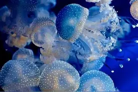 80种漂亮水母欣赏图片